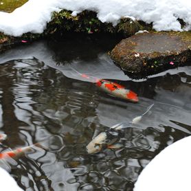 Bio limpiador enzimático para estanque de jardín (invierno)
